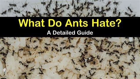 What smell do ants hate. Things To Know About What smell do ants hate. 
